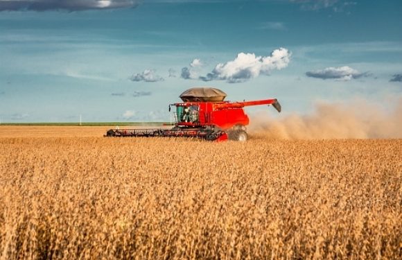 Combine harvesting a bean field