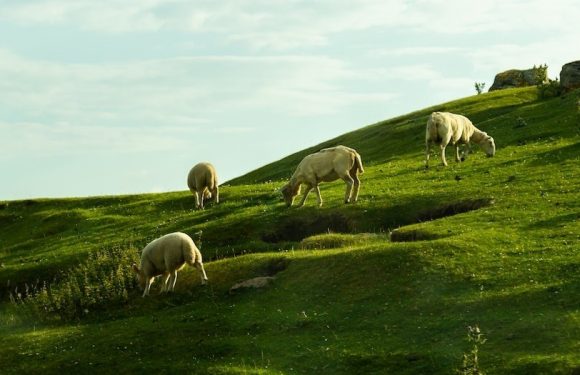 Sheep grazing in a green pasture