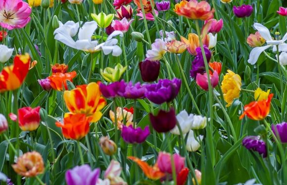 Field of Flowers in the Spring