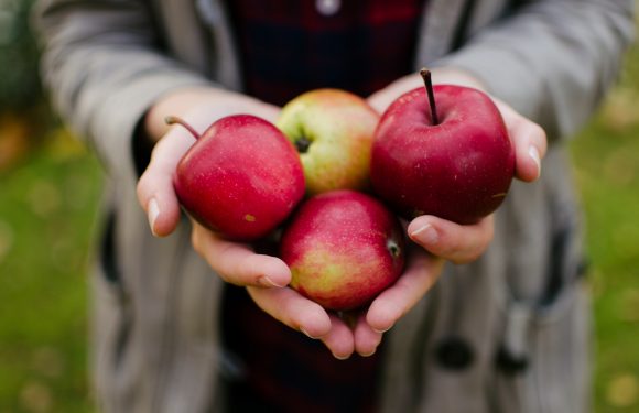 Person holding 4 red apples