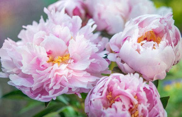 Light pink peonies