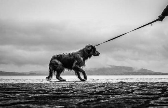 Black and white photo of a cowering dog on a leash