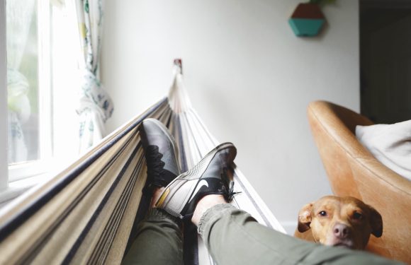 Person relaxing in hammock next to dog