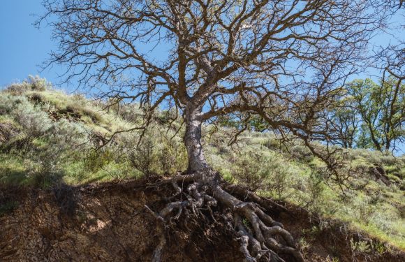Tree with roots exposed due to ground giving way
