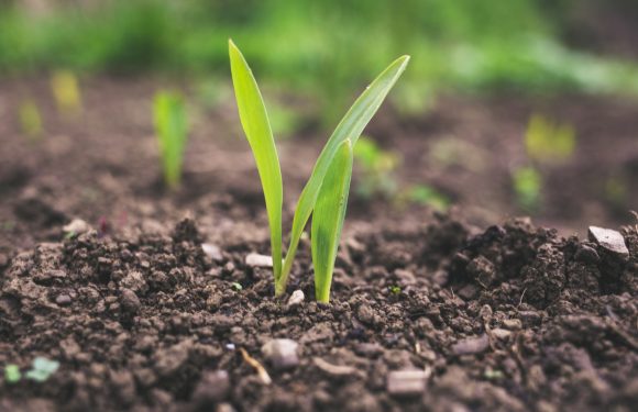 close up image of black soil with small sprouts of green grass or plans starting to grow.