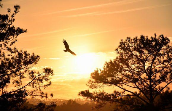 On Eagles Wings Photo Credit Sam Bark