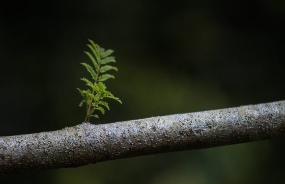 Close up photo of branch with new twig growing from it