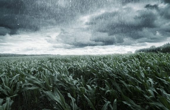 Rain and clouds over a corn field