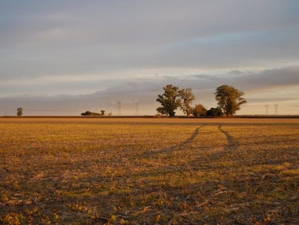 Empty field after Harvest