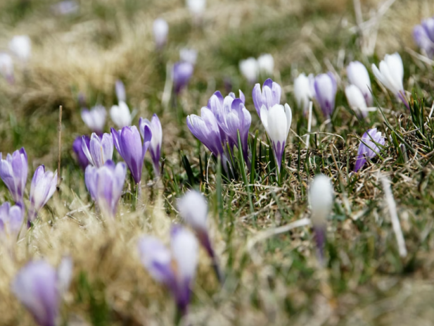 Field of Purple Flowers