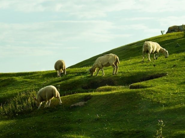 Sheep grazing in a green pasture