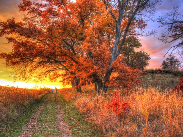 Sunset hike with a field and trees in the background