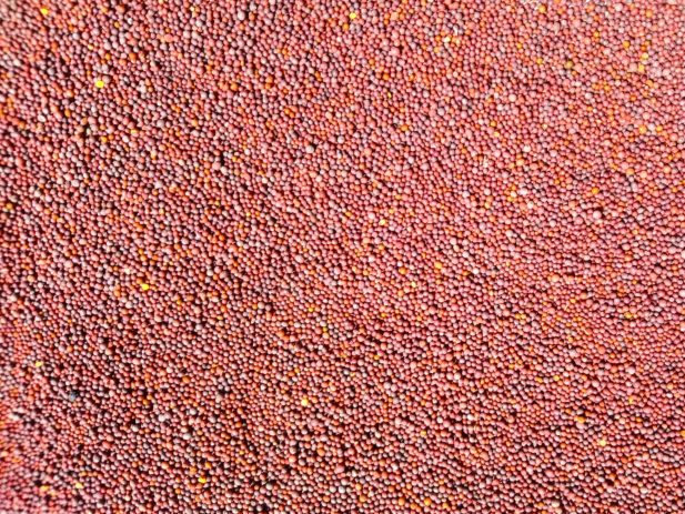 Mustard Seeds