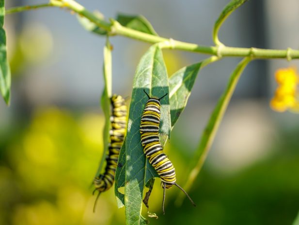 PICTURE OF MONARCH CATERPILLER EATING A PIECE OF MILK WEED