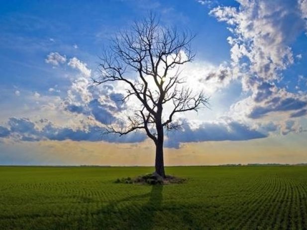 Bare tree standing alone in a field with bright sunlight behind it