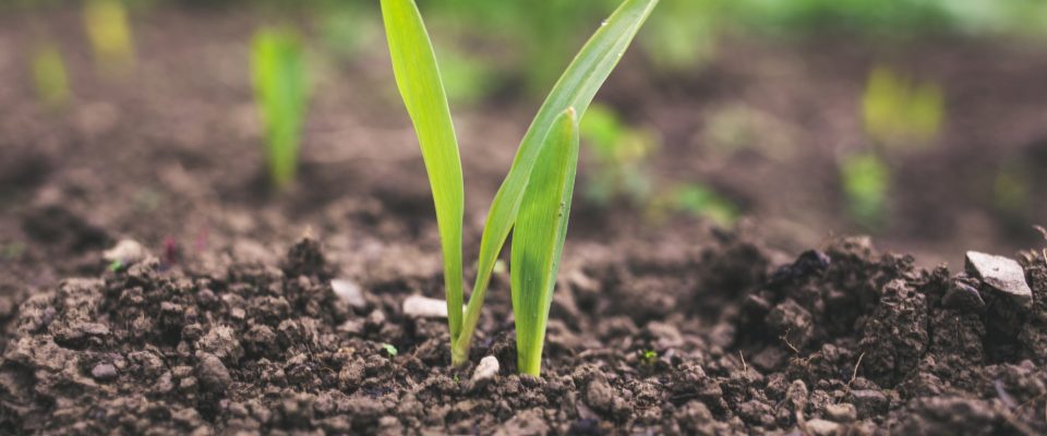 close up image of black soil with small sprouts of green grass or plans starting to grow.