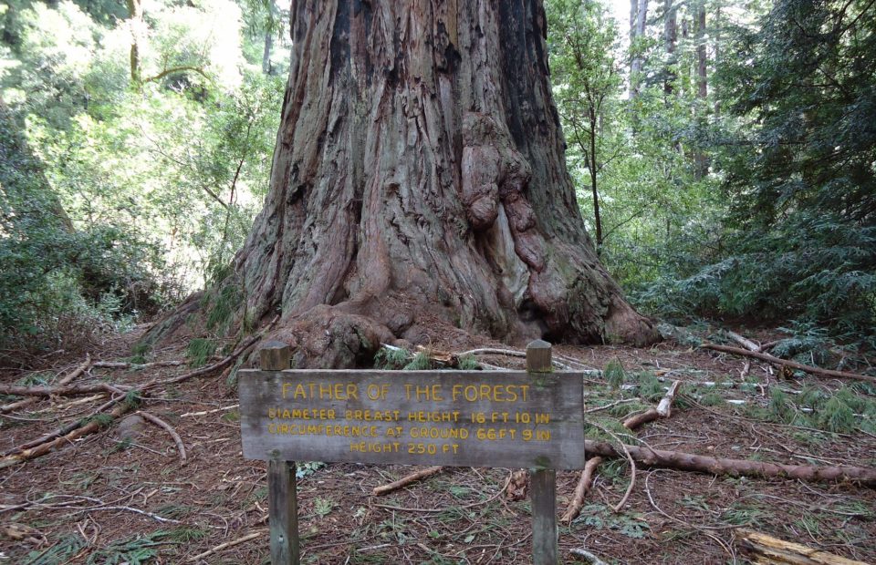 California Redwood Trees Giant Tree Named Father Of The Forest