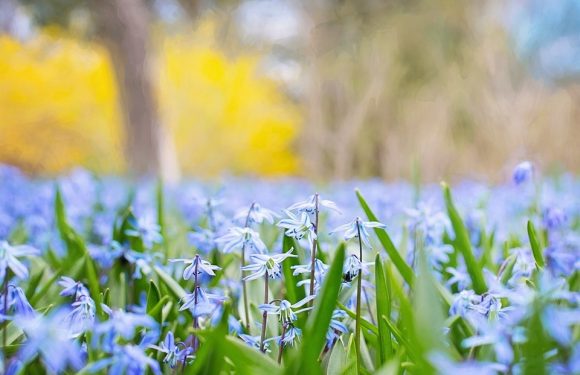 Blue spring flowers