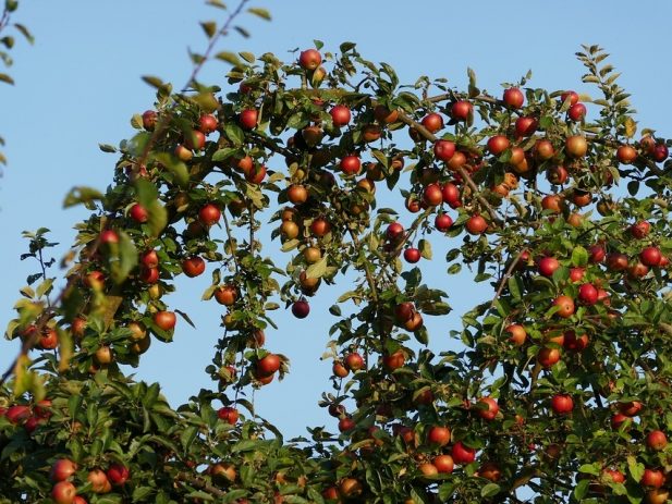 Apple Tree