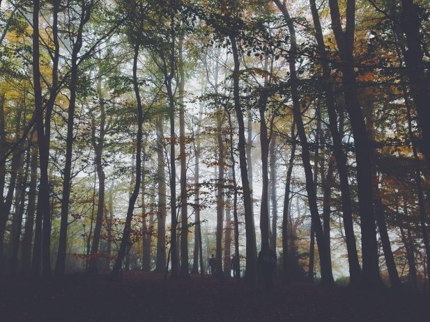 Foggy Forest