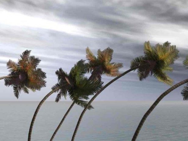 Palm trees bending during a hurricane