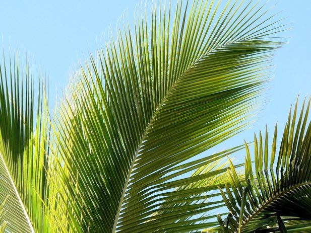 Palm Branch