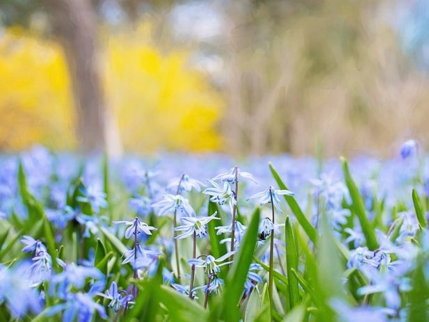 Blue spring flowers